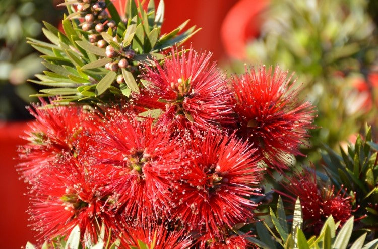 Bottlebrush Matthew Flinders (Callistemon)