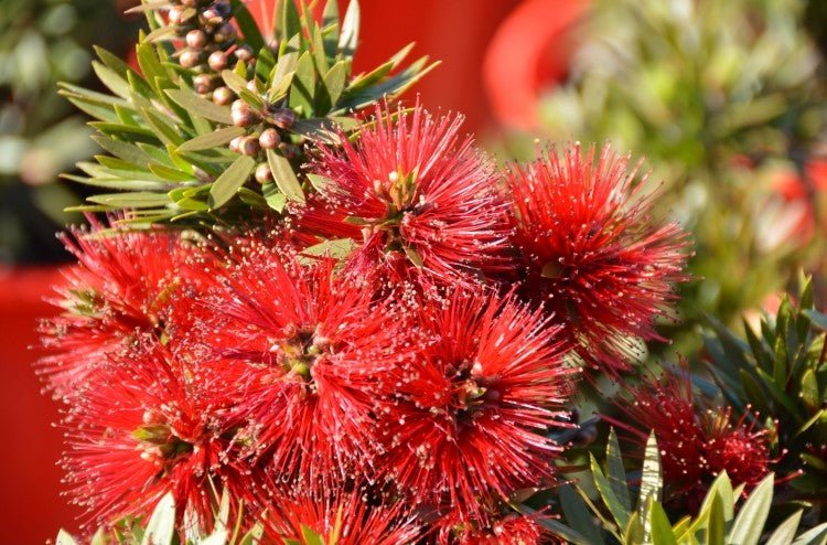 Bottlebrush Matthew Flinders (Callistemon) - Ladybird Nursery