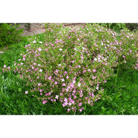 Celebration Boronia (Boronia Celebration) - Ladybird Nursery