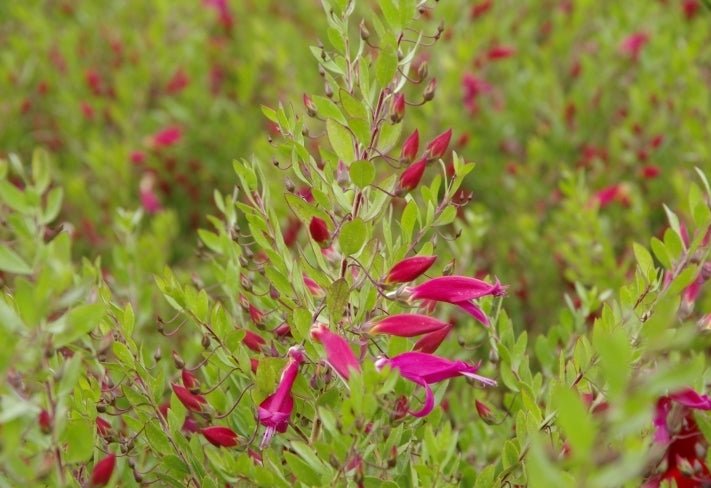 Pink Passion Emu Bush (Eremophila maculata) - Ladybird Nursery