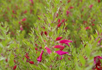 Pink Passion Emu Bush (Eremophila maculata)