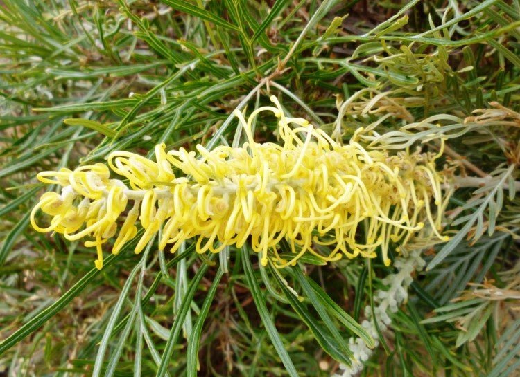 Grevillea Golden Yu - Lo - Ladybird Nursery