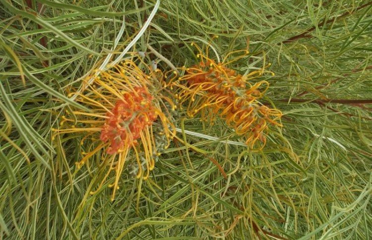 Grevillea Honey Wonder - Ladybird Nursery