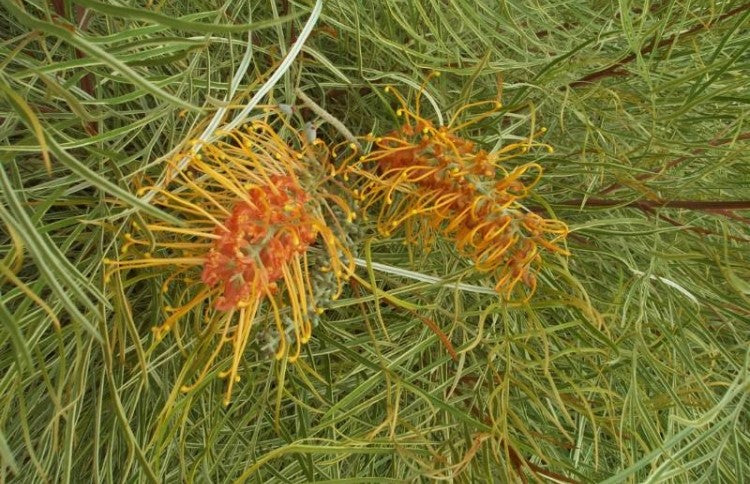 Grevillea Honey Wonder