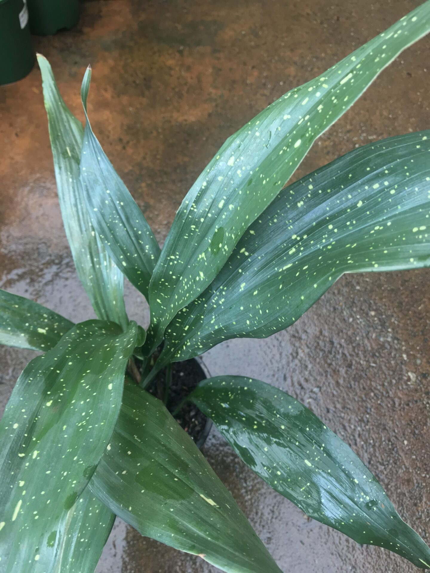 Cast Iron Plant 'Shooting Star' - Medium - Ladybird Nursery