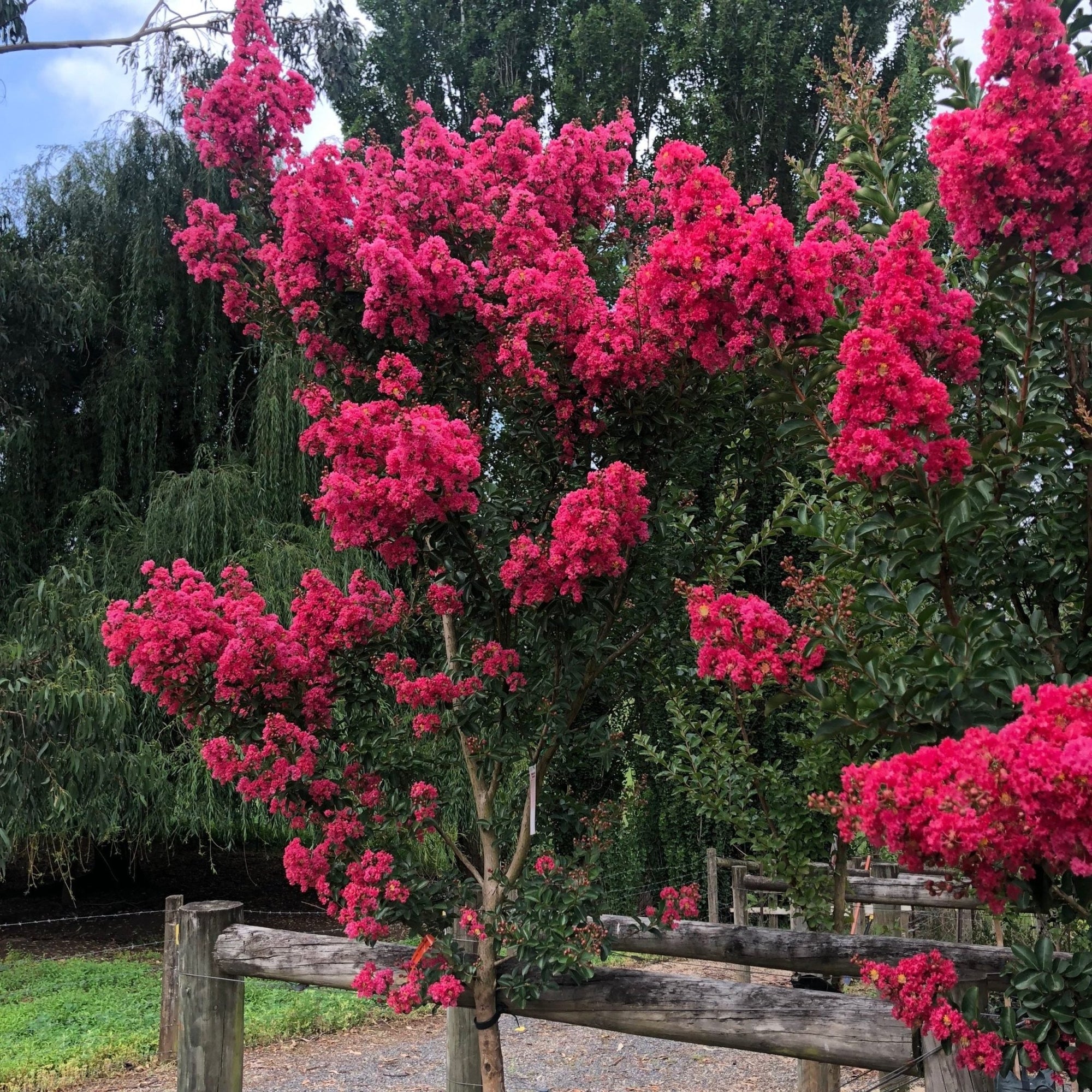 Crepe Myrtle Tuscarora (Lagerstroemia) - Advanced (PICK UP ONLY) - Ladybird Nursery