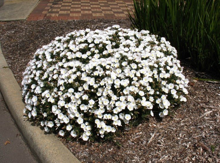 Silverbush Silvery Moon (Convolvulus cneorum) - Ladybird Nursery