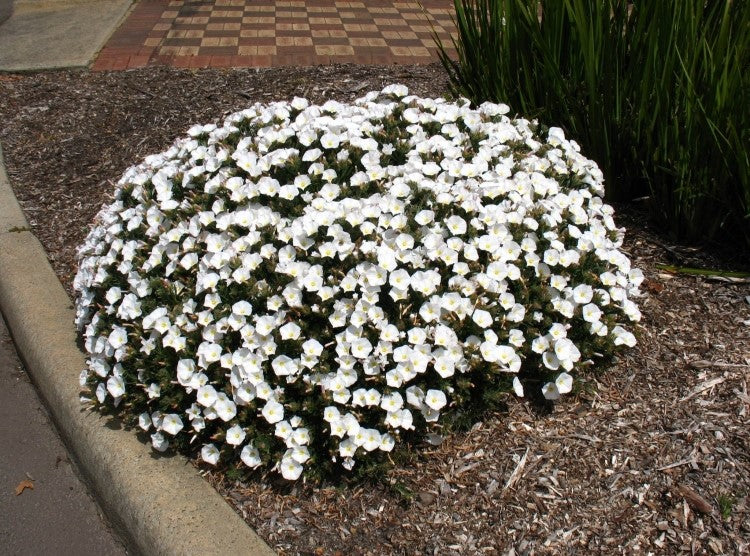 Silverbush Silvery Moon (Convolvulus cneorum)