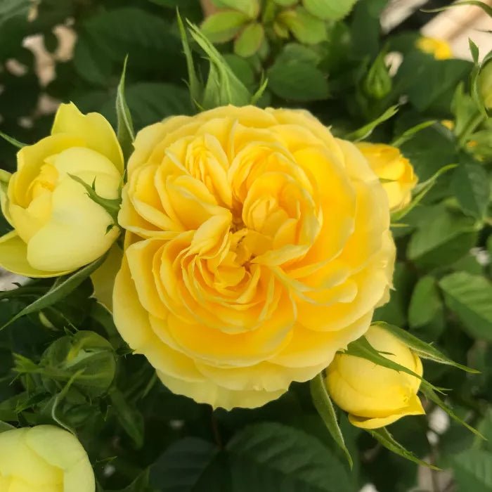 Rose Terrazza® Festival (Rosa) - Ladybird Nursery
