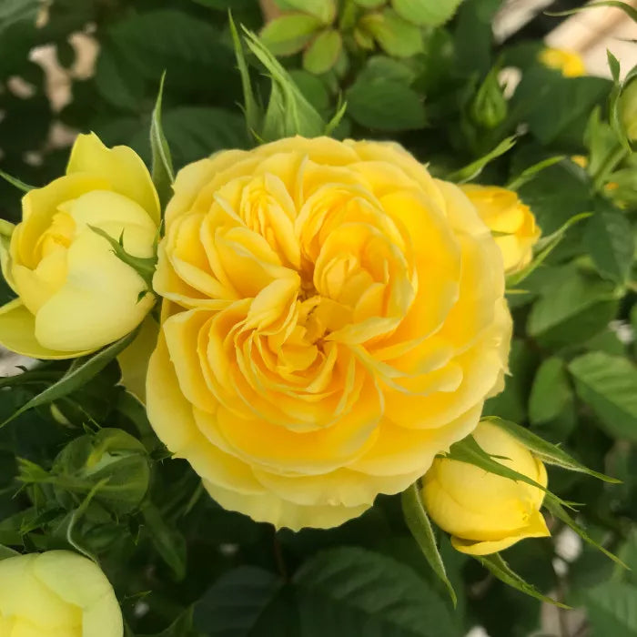 Rose Terrazza® Festival (Rosa)