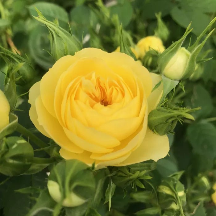 Rose Terrazza® Festival (Rosa) - Ladybird Nursery