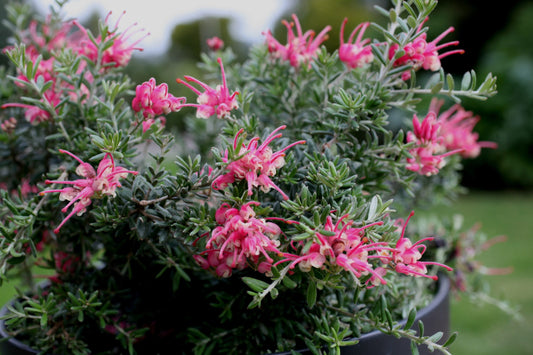 Grevillea Strawberry Smoothie