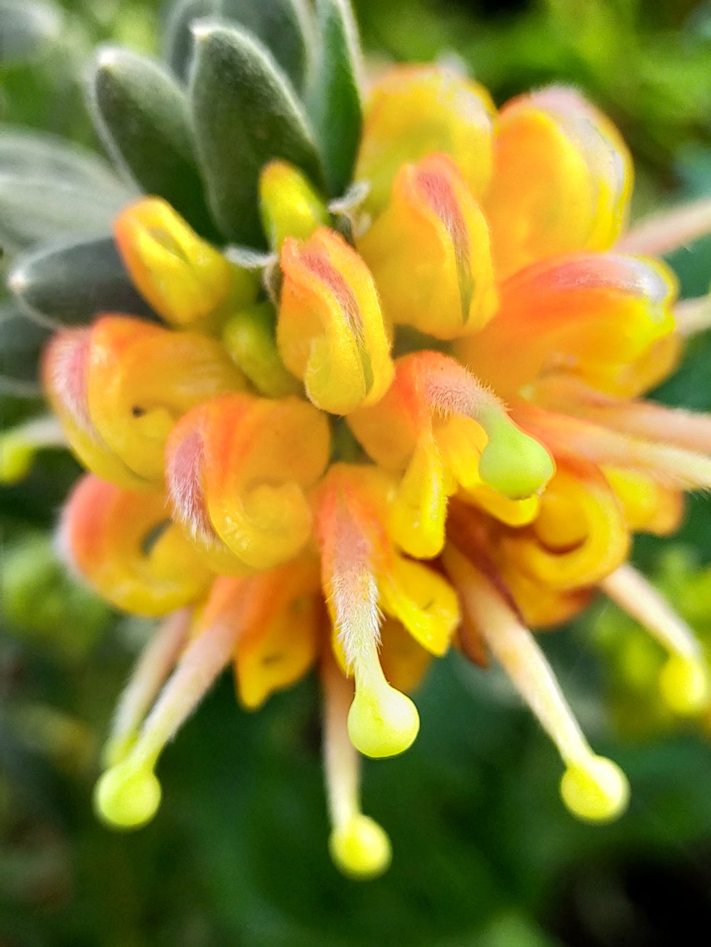 Grevillea Gold Touch