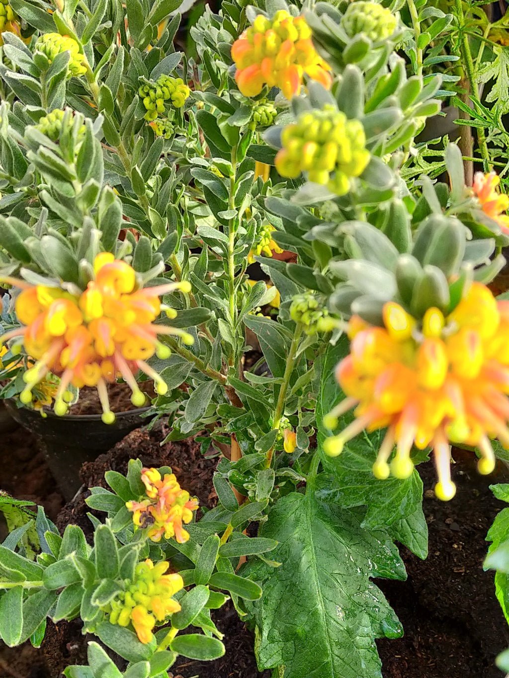 Grevillea Gold Touch - Ladybird Nursery