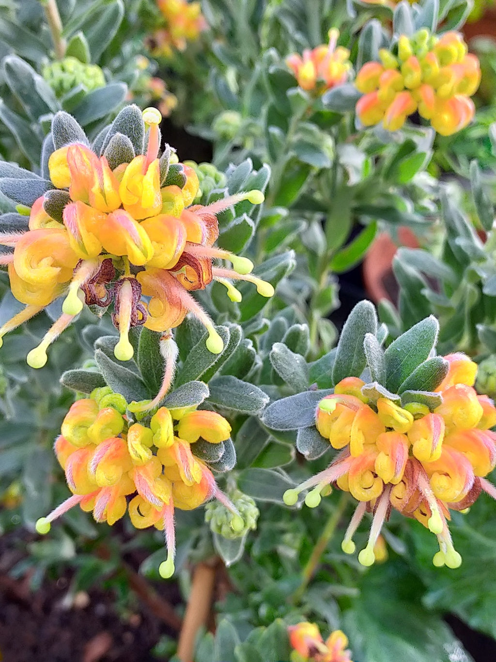 Grevillea Gold Touch