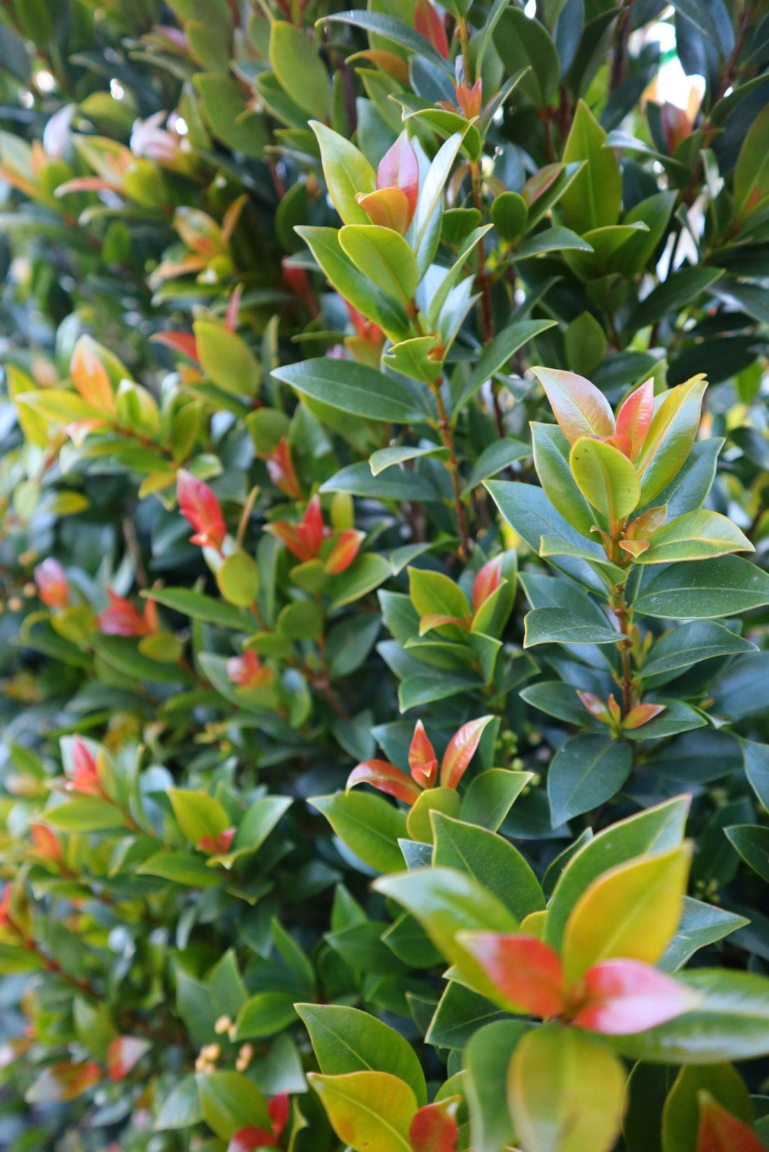 Lilly Pilly Green Machine (Syzygium australe) - Ladybird Nursery