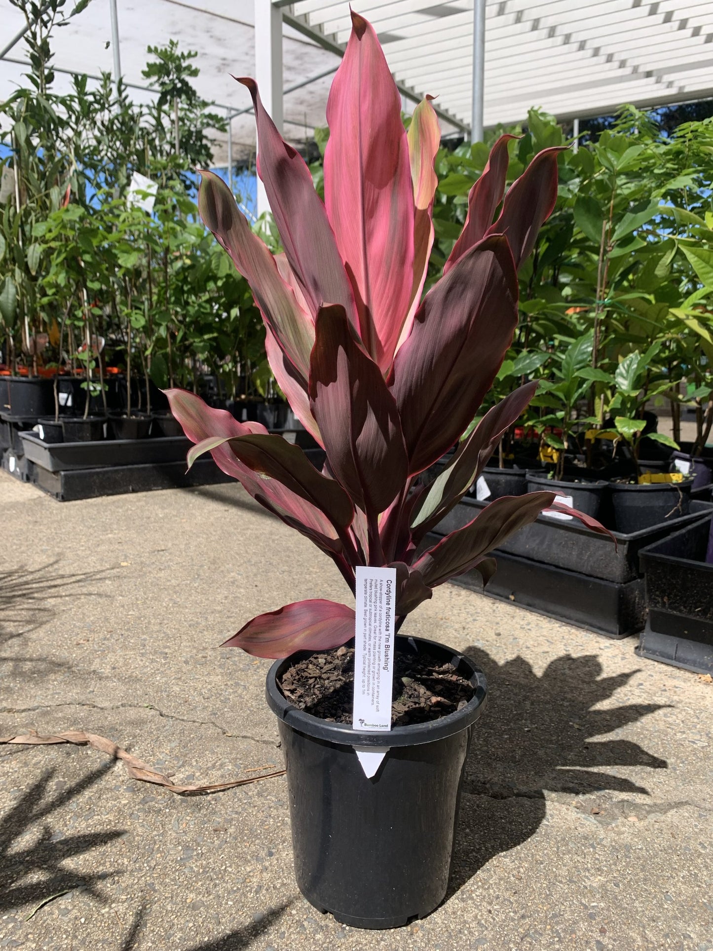 Cordyline fruticosa 'I'm Blushing'