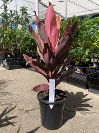 Cordyline fruticosa 'I'm Blushing'