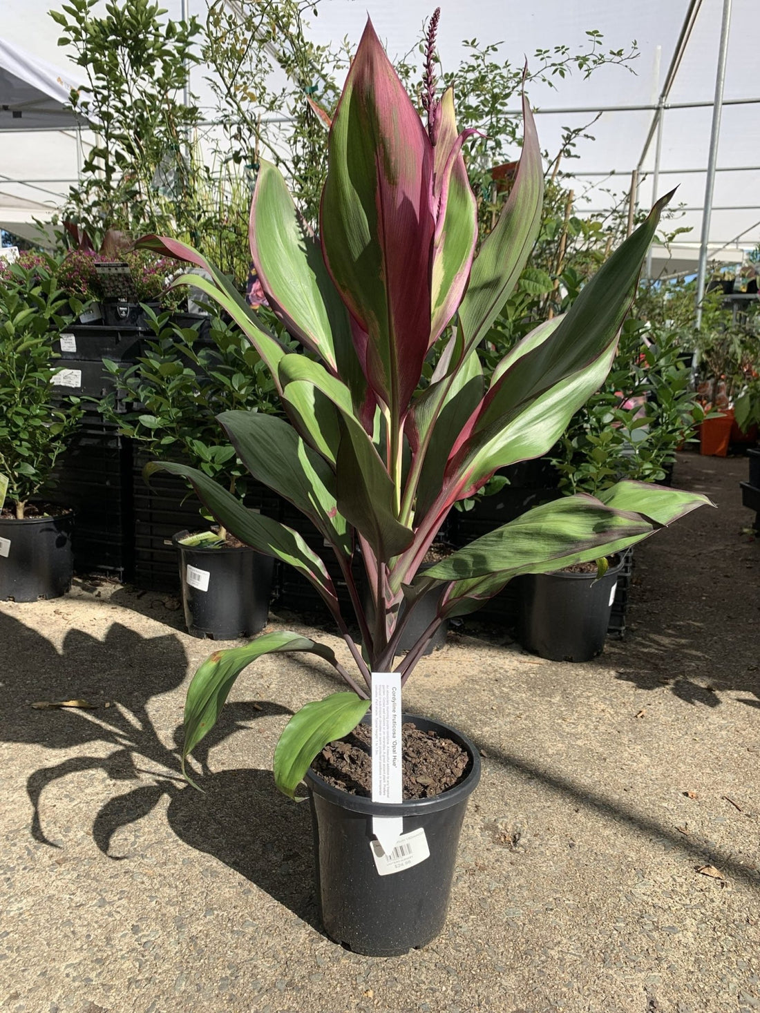 Cordyline 'Opal Hue' (Cordyline fruticosa) - Ladybird Nursery