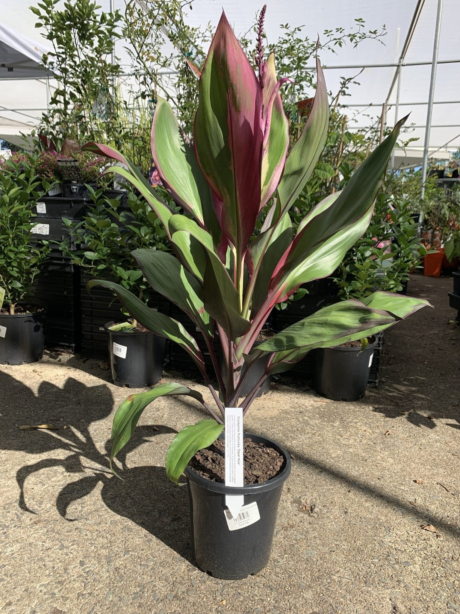 Cordyline 'Opal Hue' (Cordyline fruticosa) - Ladybird Nursery