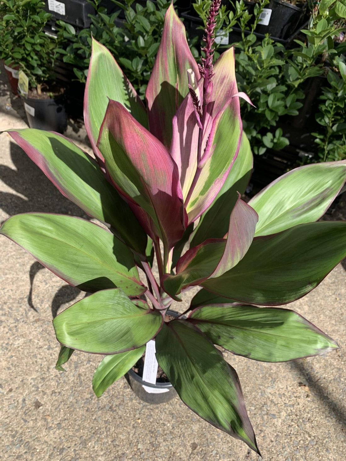 Cordyline 'Opal Hue' (Cordyline fruticosa) - Ladybird Nursery