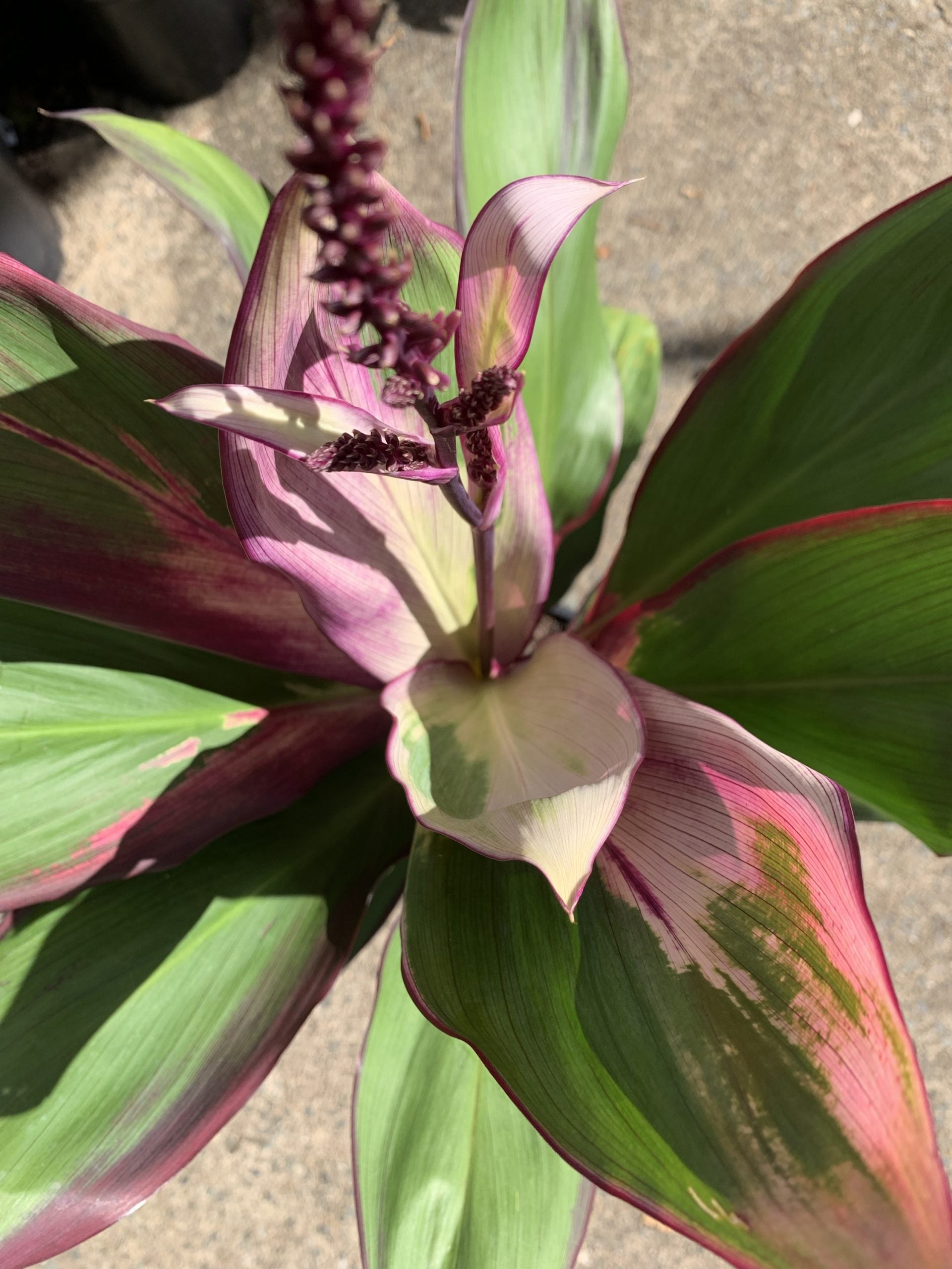 Cordyline 'Opal Hue' (Cordyline fruticosa)