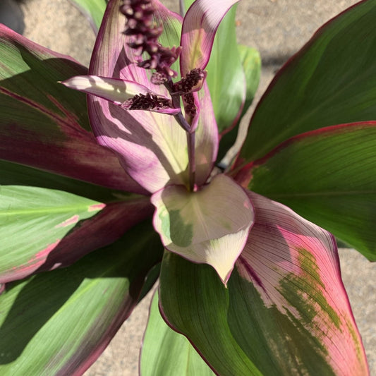 Cordyline 'Opal Hue' (Cordyline fruticosa) - Ladybird Nursery