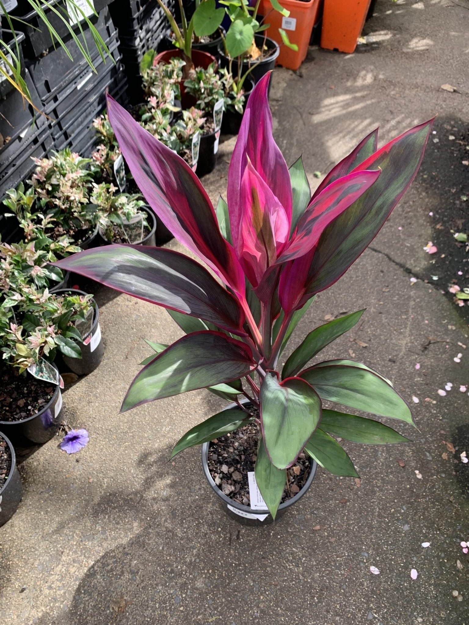 Cordyline fruticosa 'Purple Prince' - Ladybird Nursery