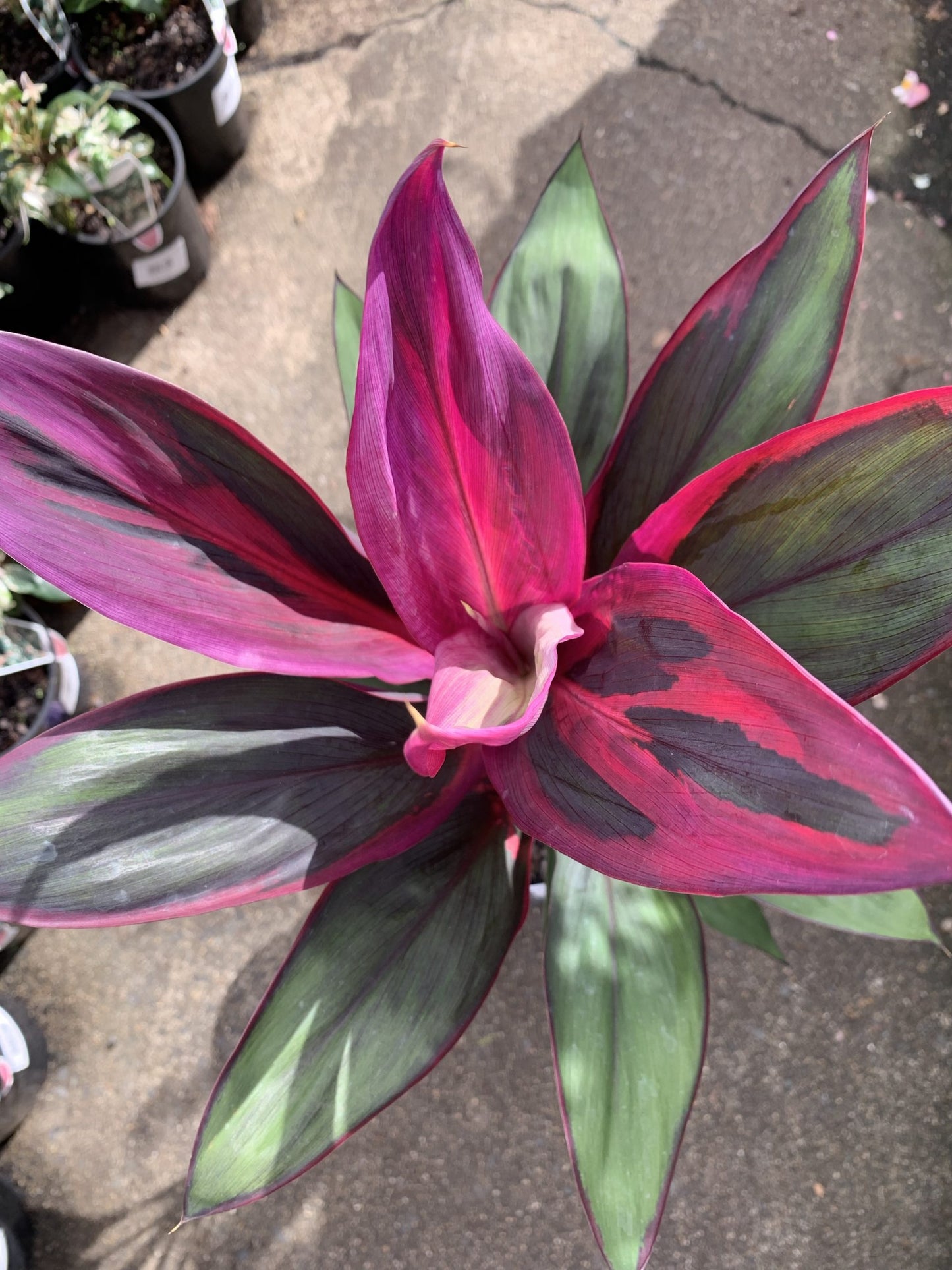Cordyline fruticosa 'Purple Prince'