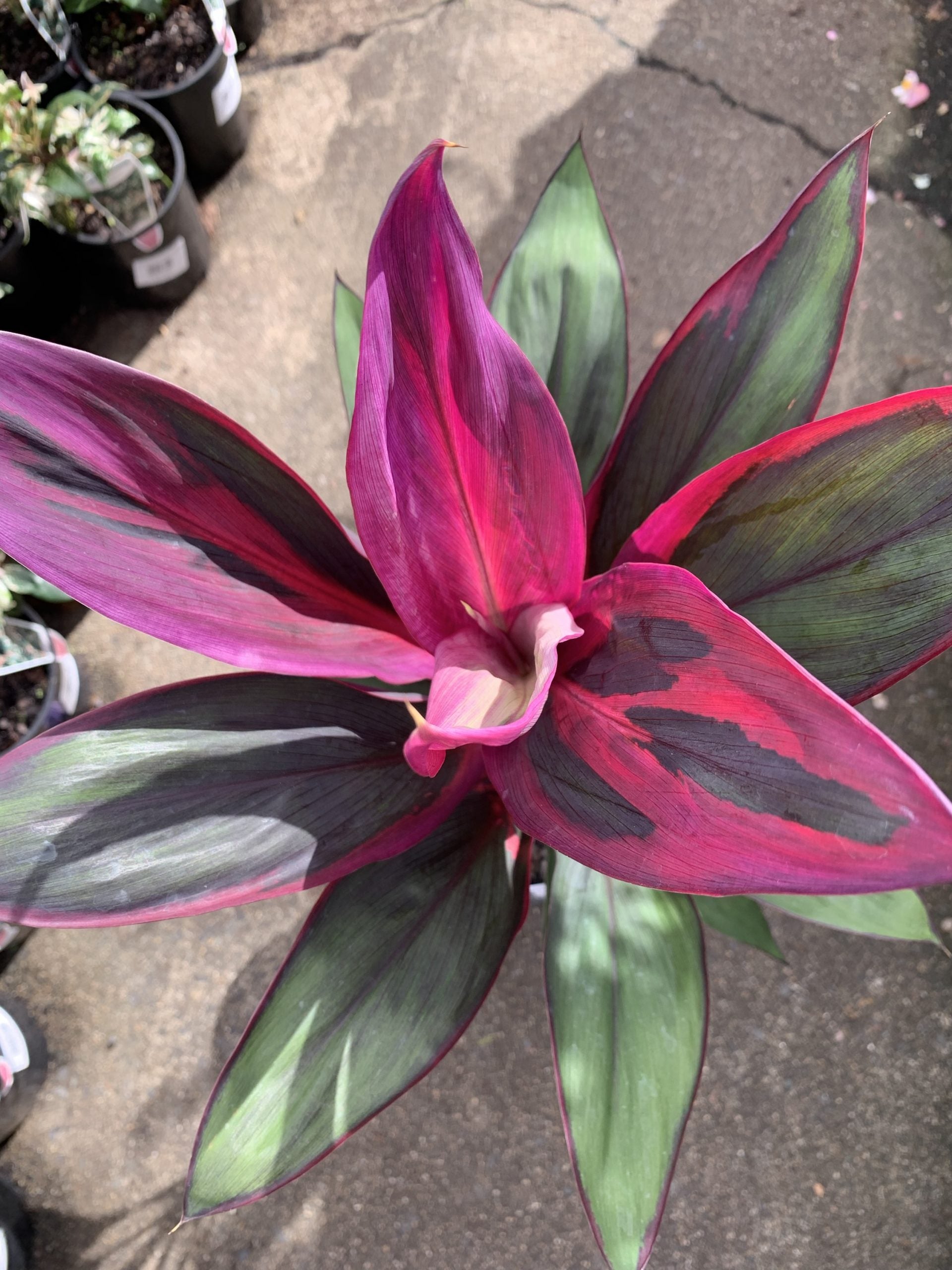 Cordyline fruticosa 'Purple Prince'