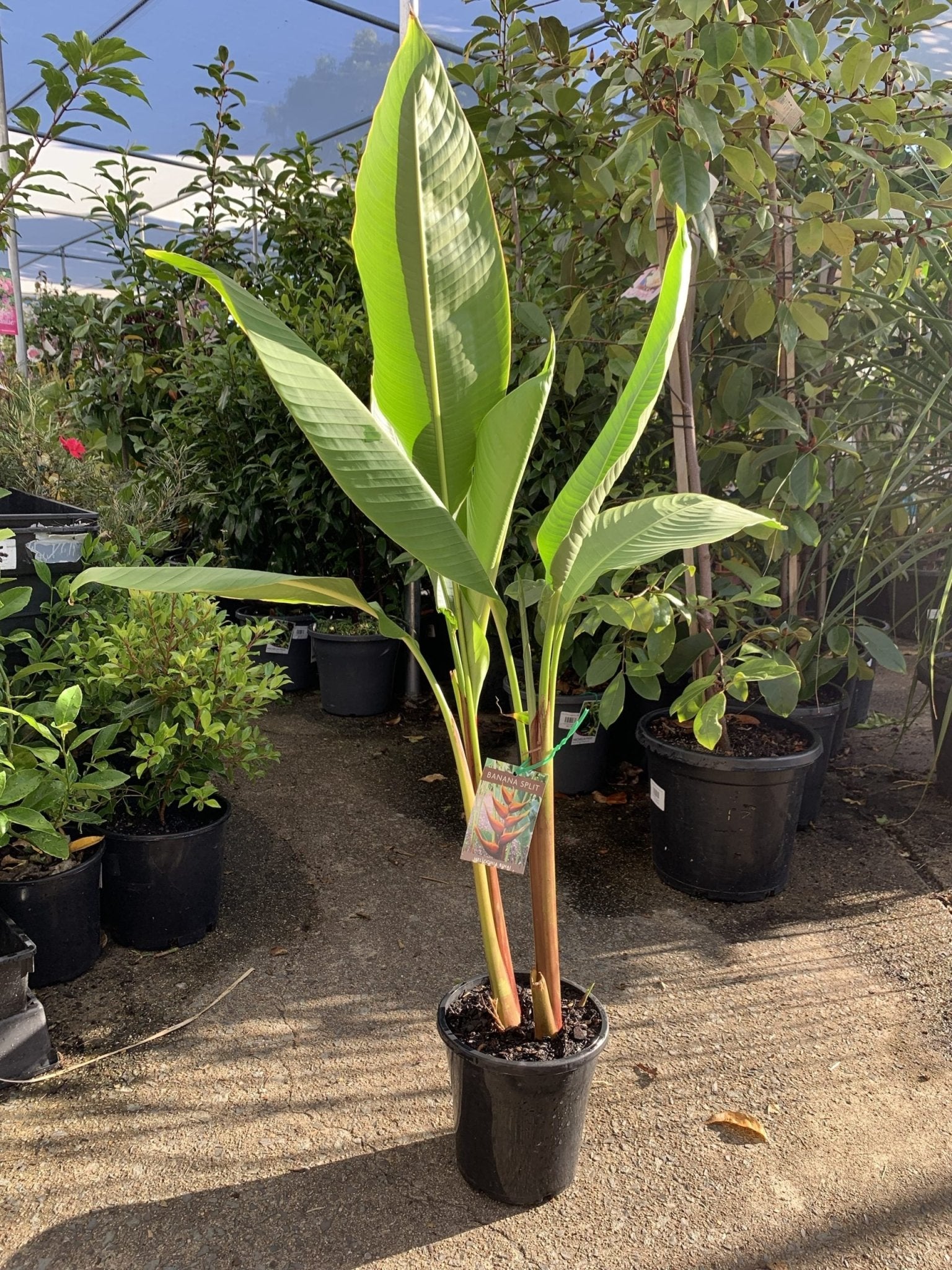 Heliconia bihai 'Banana Split' - Ladybird Nursery