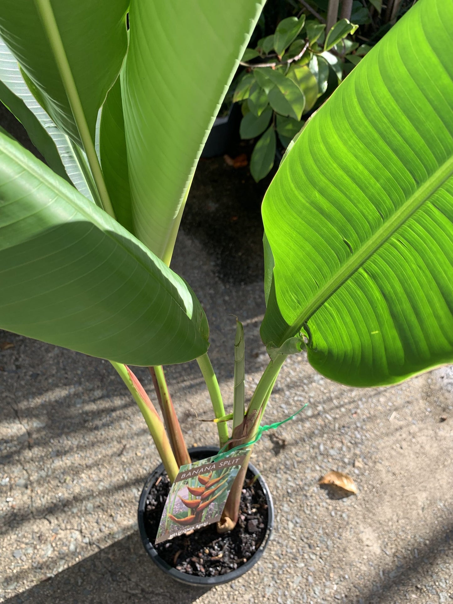 Heliconia bihai 'Banana Split'