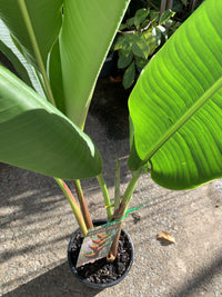 Heliconia bihai 'Banana Split'