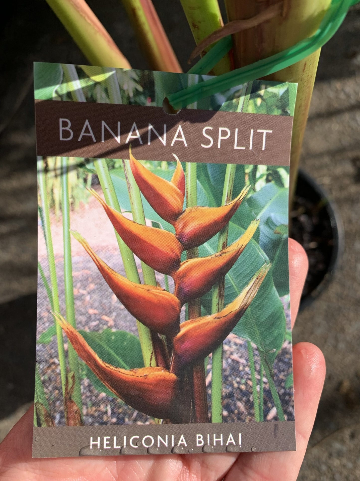 Heliconia bihai 'Banana Split'