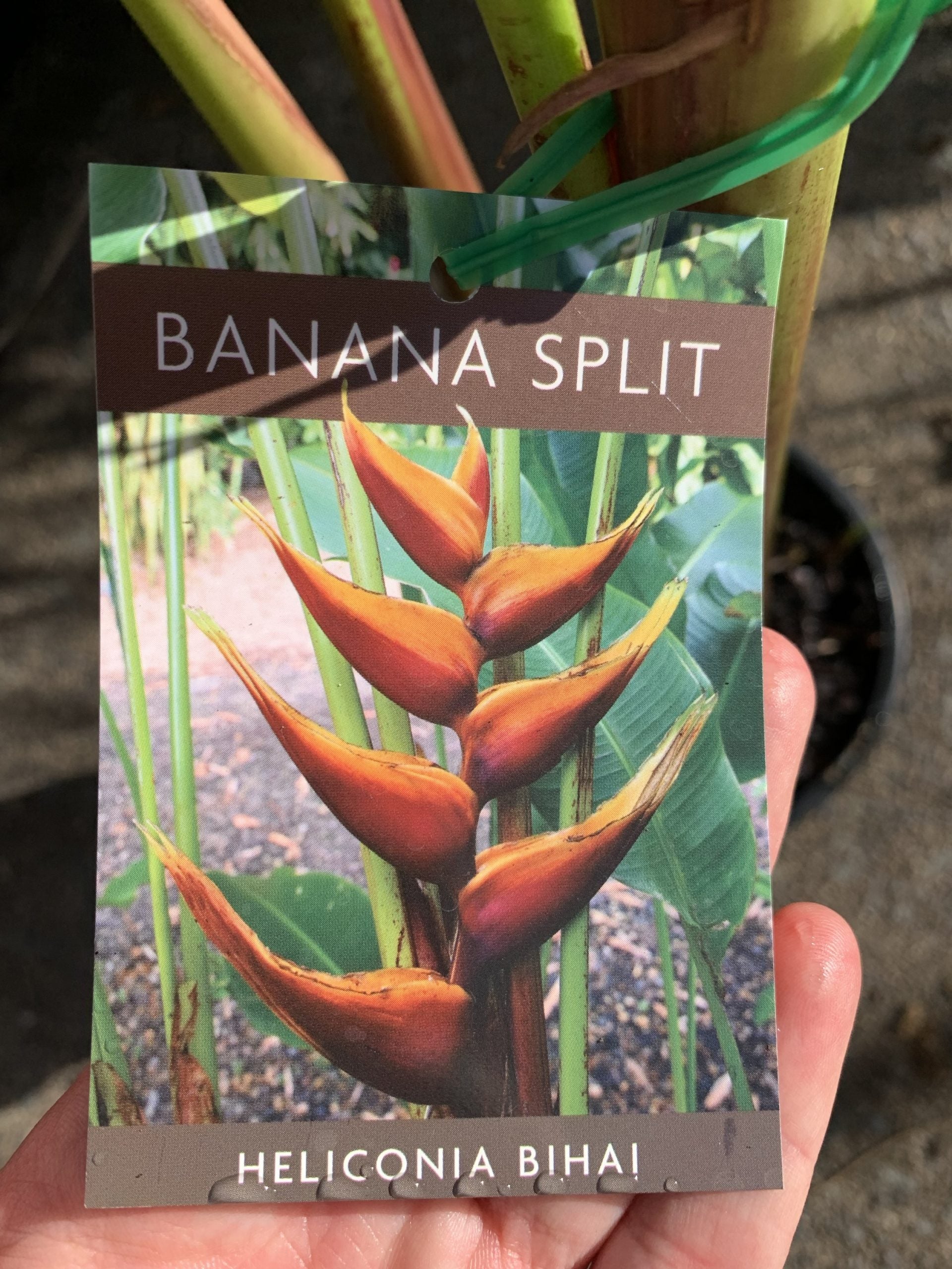 Heliconia bihai 'Banana Split'