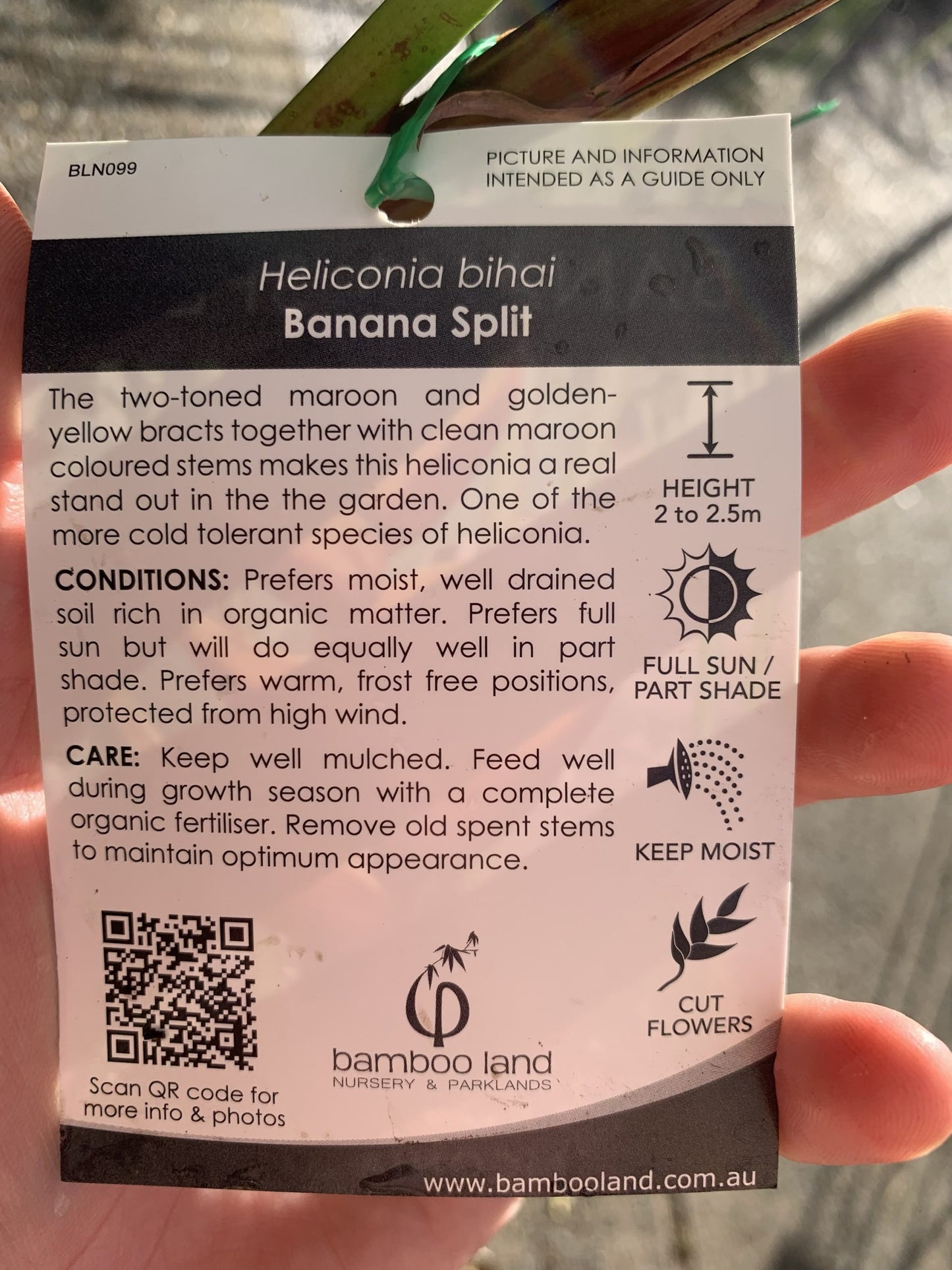 Heliconia bihai 'Banana Split'