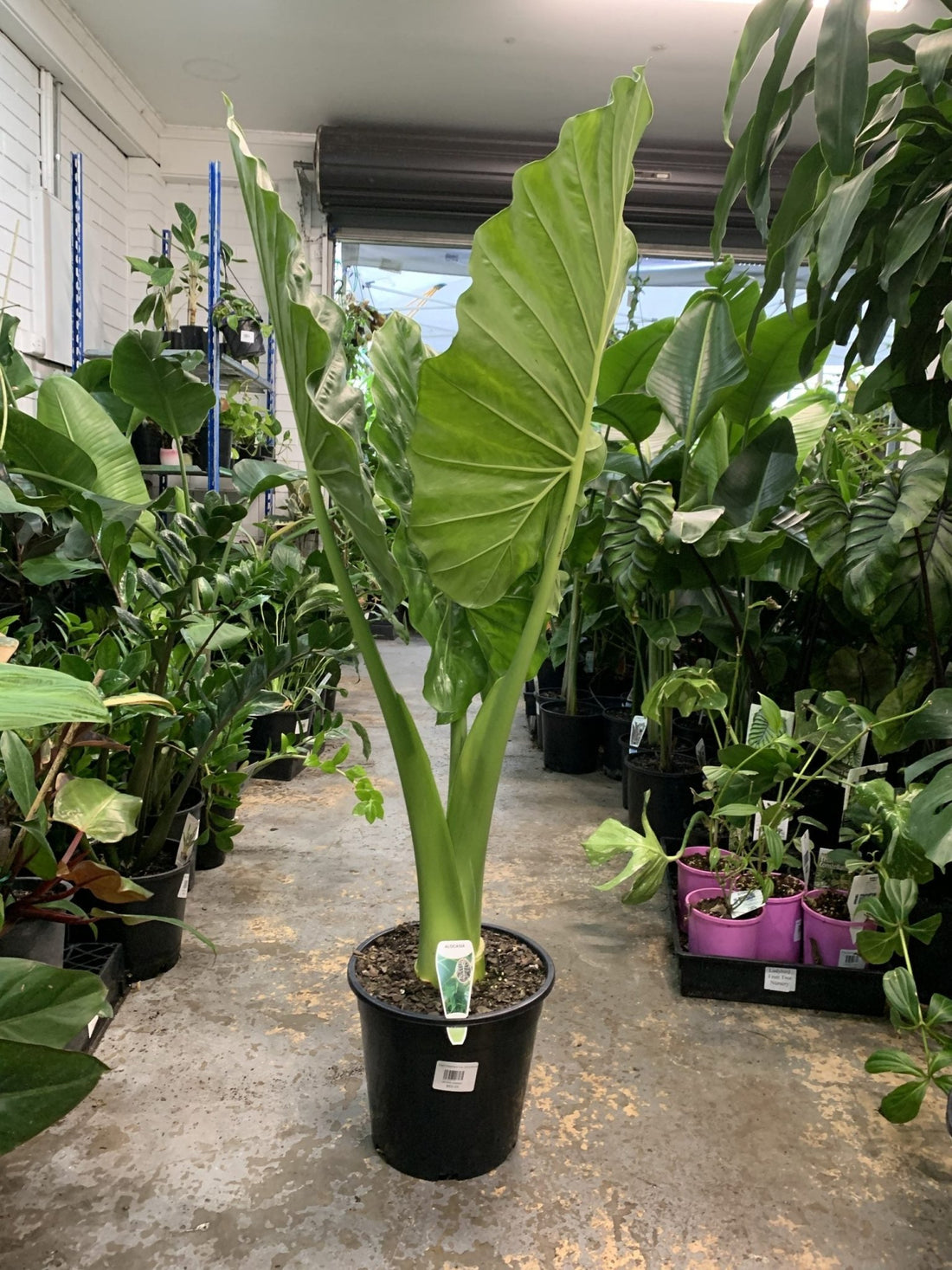 Giant Elephant Ear (Alocasia macrorrhizos) 300mm pots (PICK UP ONLY) - Ladybird Nursery