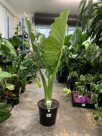 Giant Elephant Ear (Alocasia macrorrhizos) 300mm pots (PICK UP ONLY)