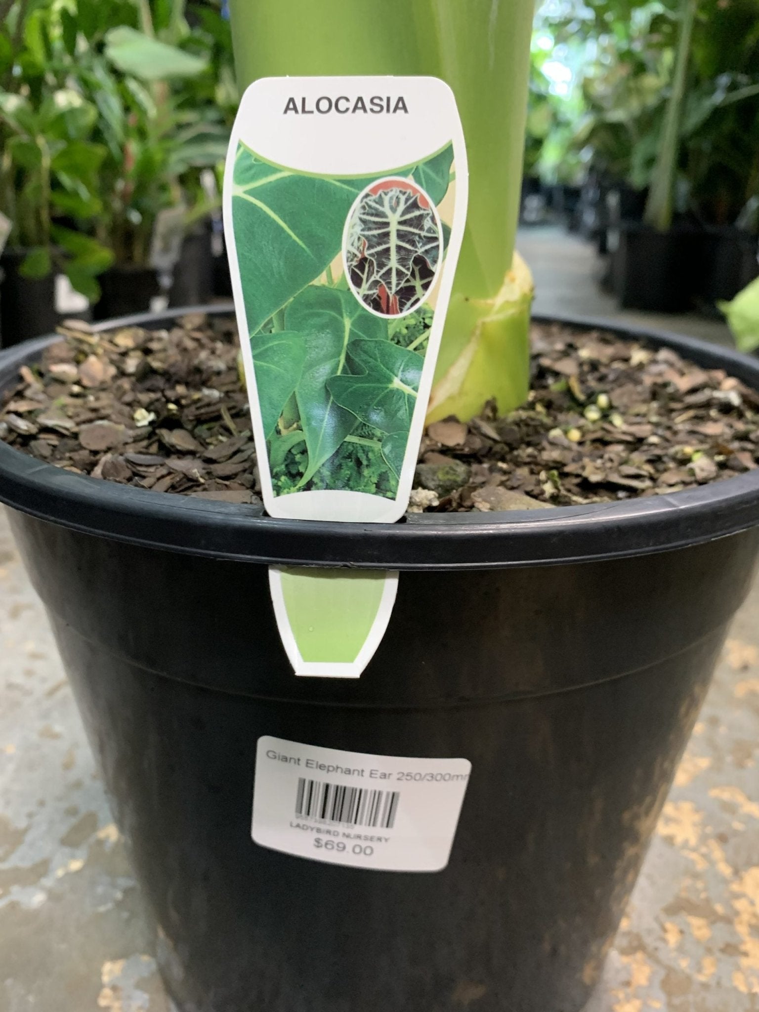 Giant Elephant Ear (Alocasia macrorrhizos) 300mm pots (PICK UP ONLY) - Ladybird Nursery