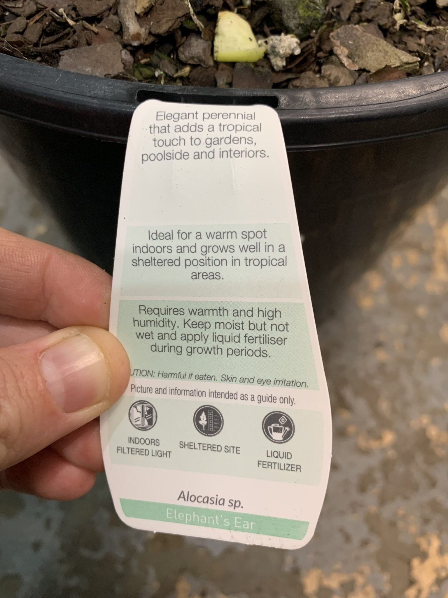 Giant Elephant Ear (Alocasia macrorrhizos) 300mm pots (PICK UP ONLY) - Ladybird Nursery