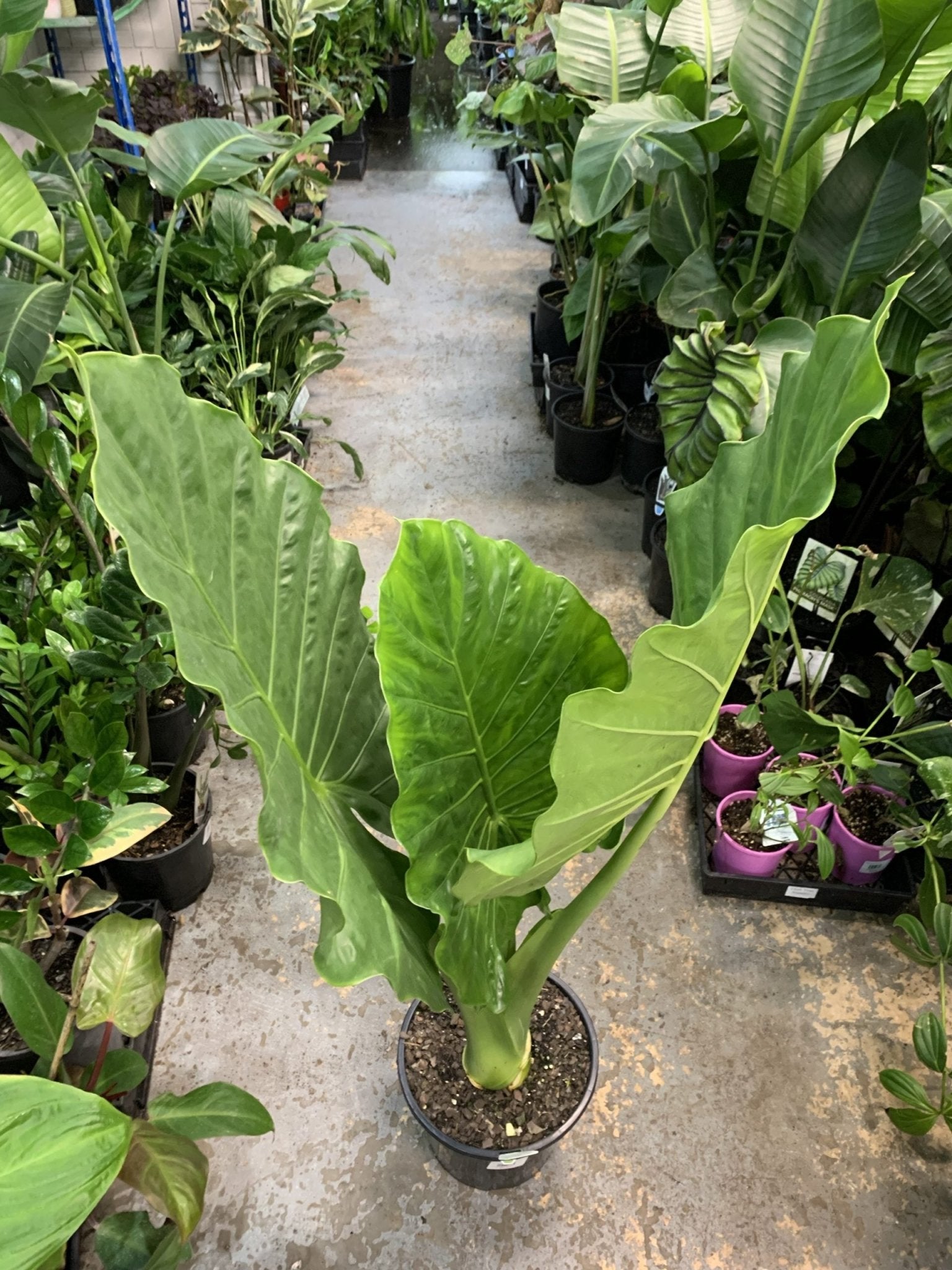 Giant Elephant Ear (Alocasia macrorrhizos) 300mm pots (PICK UP ONLY) - Ladybird Nursery