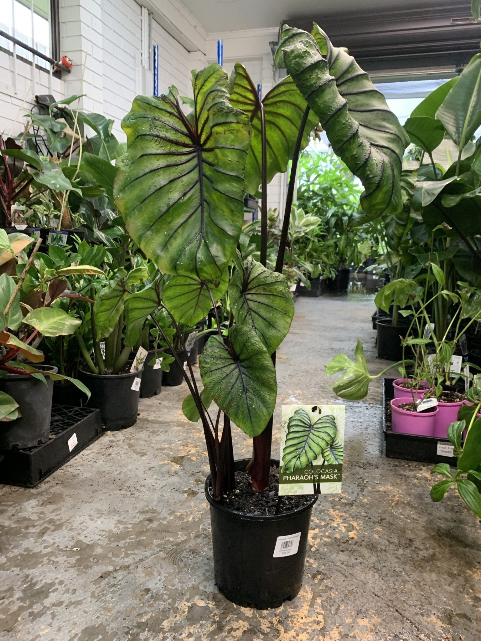 Colocasia cophama (Pharaohs Mask) - Ladybird Nursery