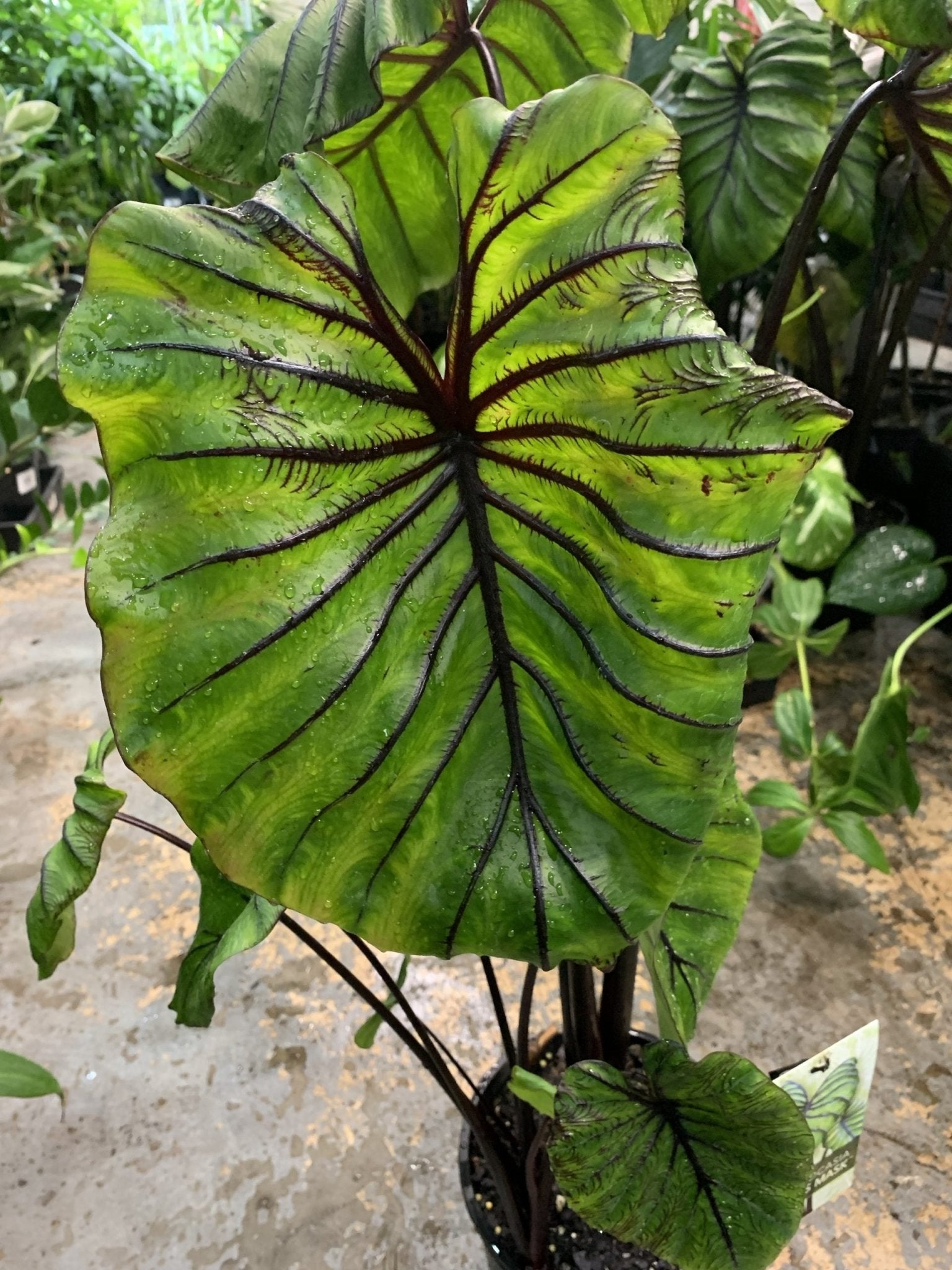Colocasia cophama (Pharaohs Mask) - Ladybird Nursery