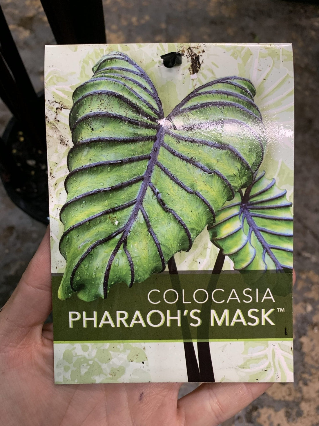 Colocasia cophama (Pharaohs Mask) - Ladybird Nursery
