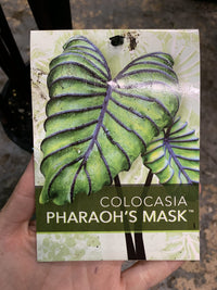Colocasia cophama (Pharaohs Mask)