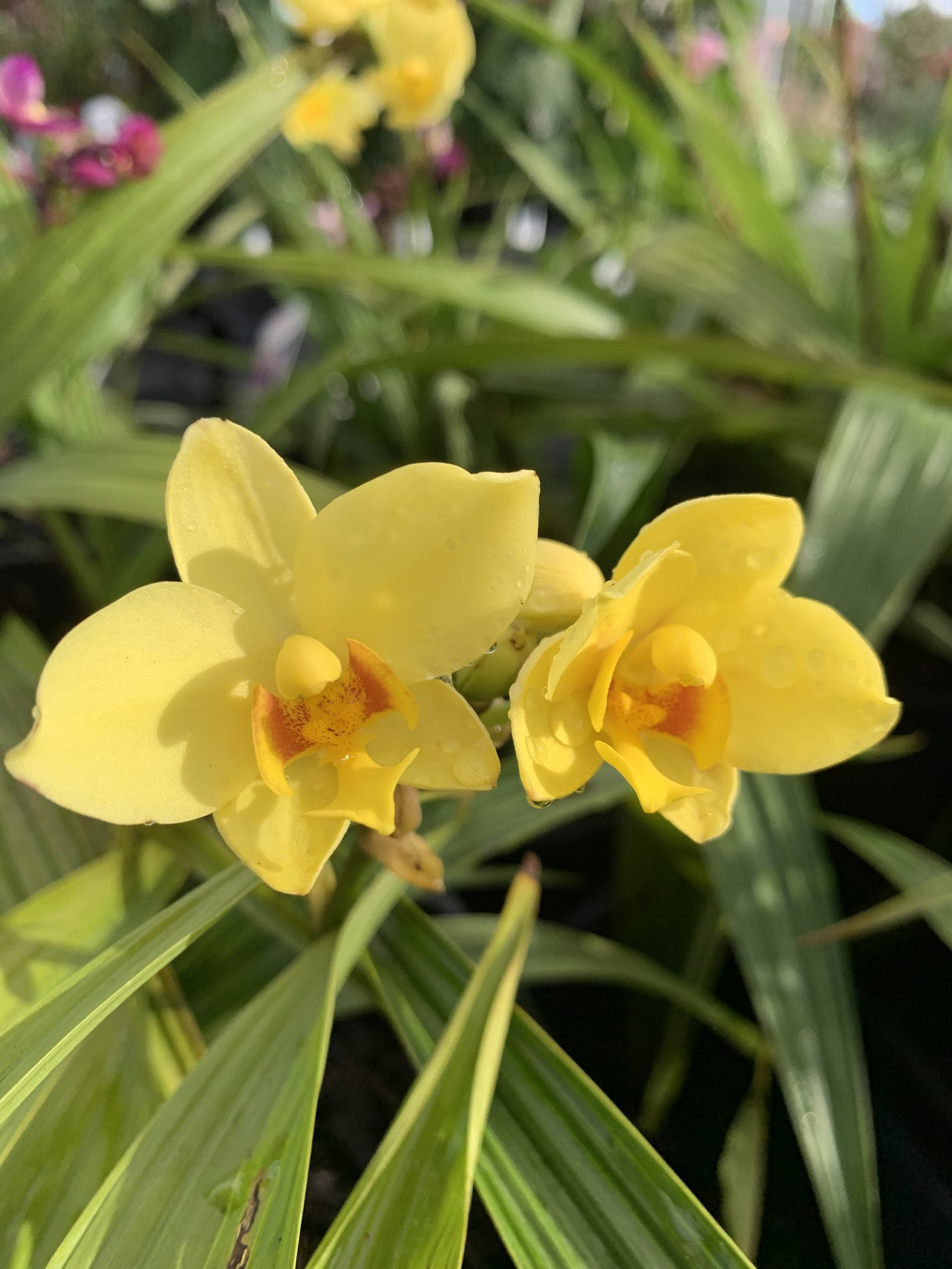 Ground Orchid Yellow (Spathoglottis)