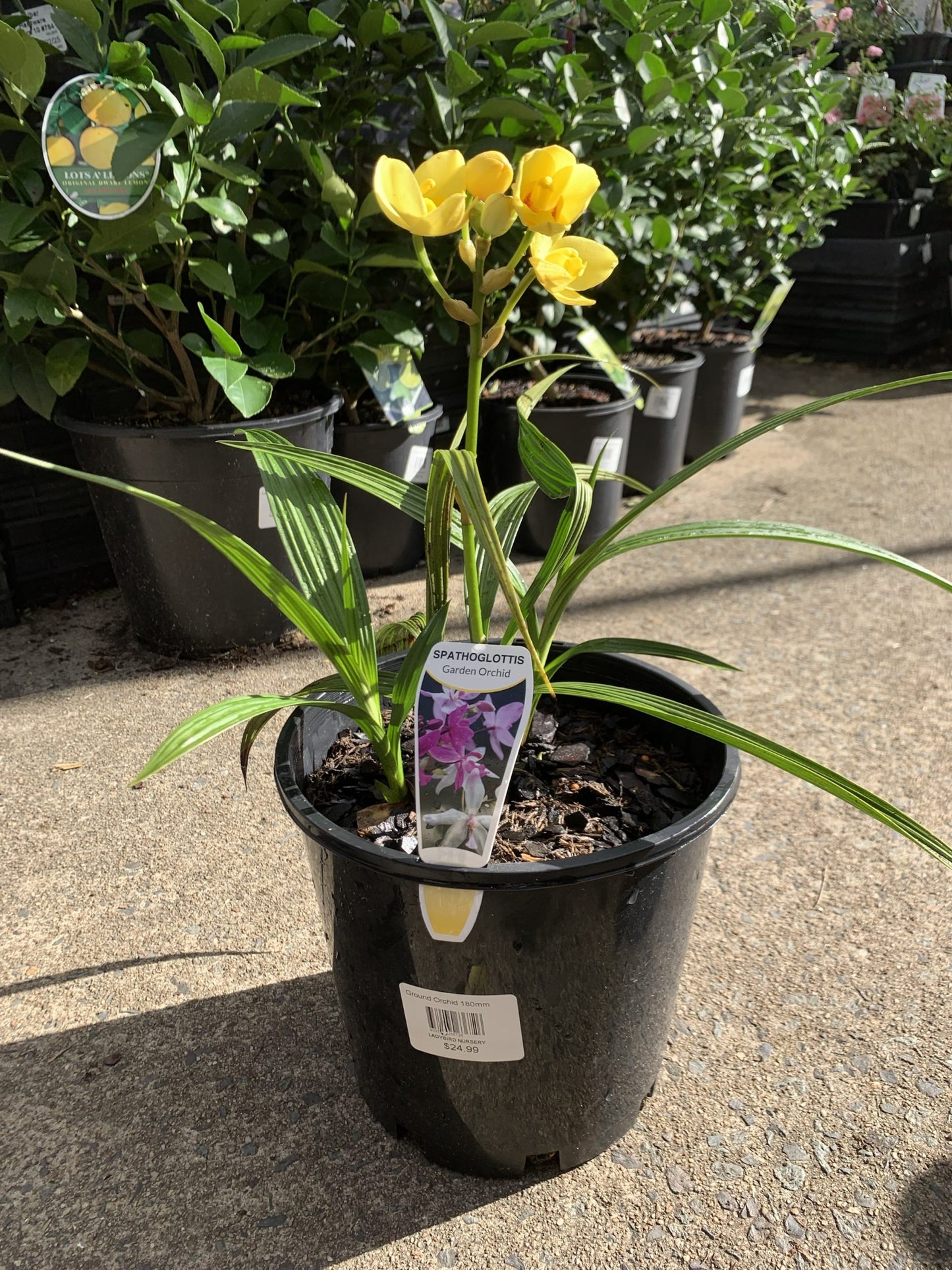Ground Orchid Yellow (Spathoglottis)