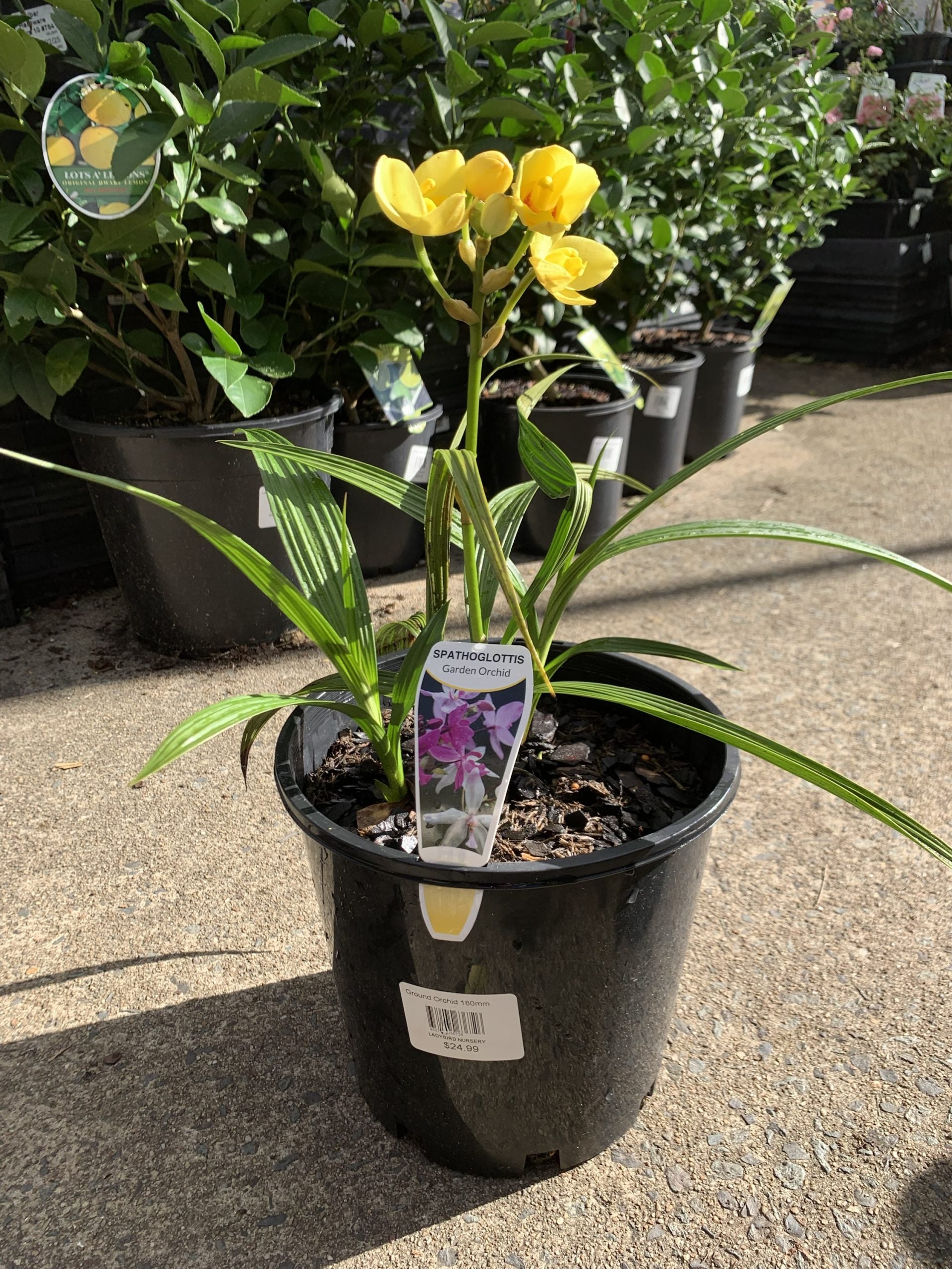 Ground Orchid Yellow (Spathoglottis)