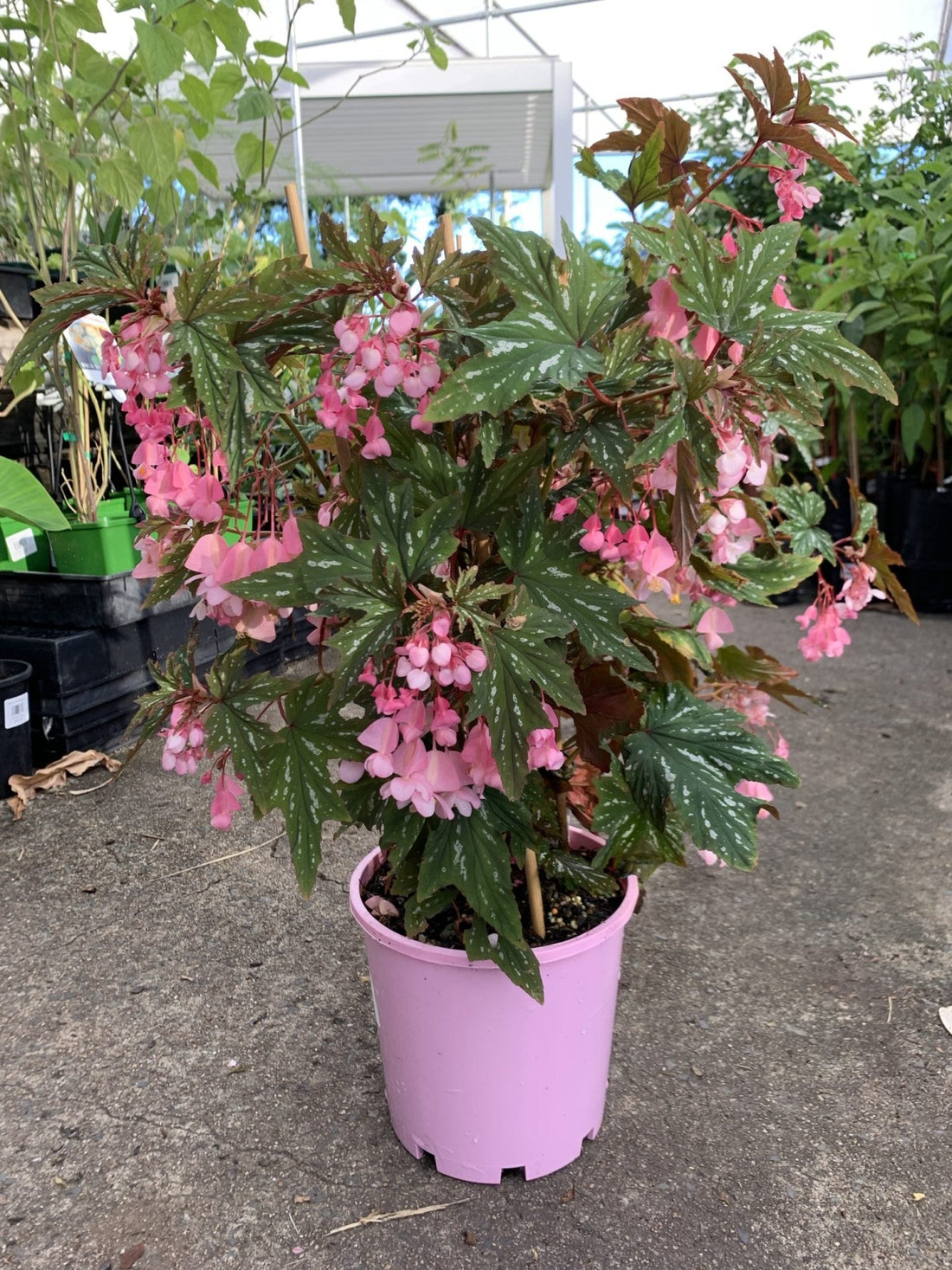 Begonia Diadema 'Pink Delight' - Ladybird Nursery