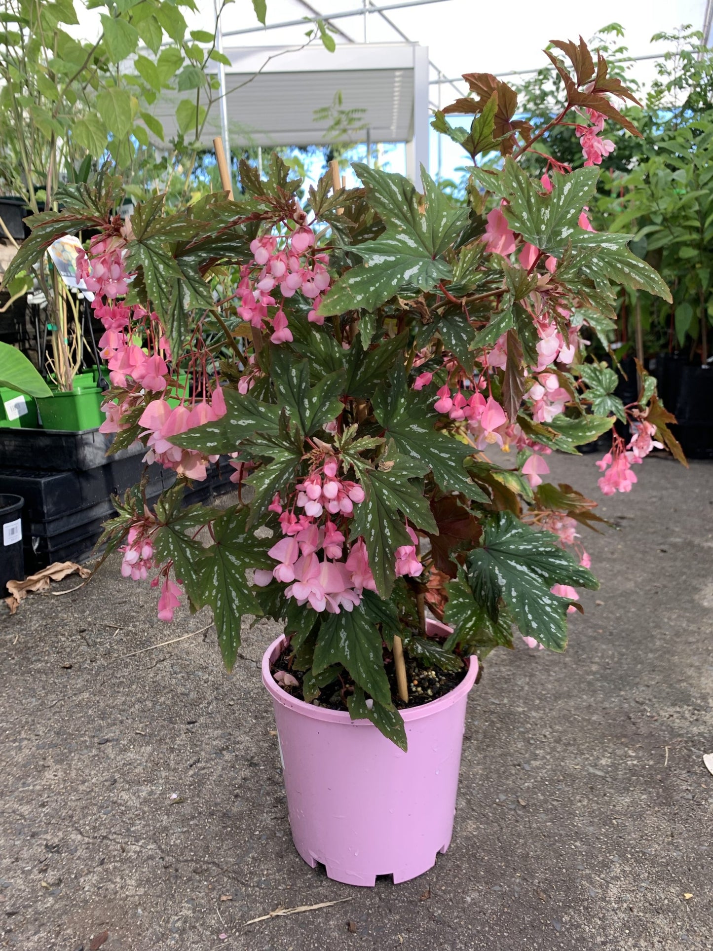 Begonia Diadema 'Pink Delight'